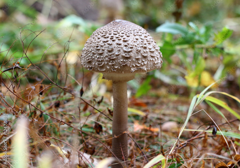 Mushroom (macrolepiota procera) Mushroom (macrolepiota procera)
