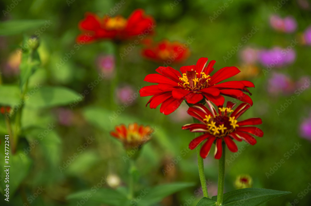 The blossoming gerbera jamesonii flowers closeup in garden The blossoming gerbera jamesonii flowers closeup in garden