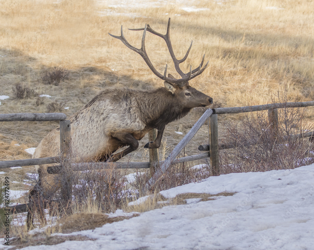 Φωτογραφία The Grass is Greener on the Other Side of the Fence - A 6x6 antler bull elk jumps a fence to greener pastures