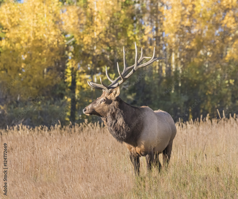 Wary Wapiti - A very large 6x6 point bull elk (wapiti) watches over his herd of elk cows for any threat from other bulls. Wary Wapiti - A very large 6x6 point bull elk (wapiti) watches over his herd of elk cows for any threat from other bulls.