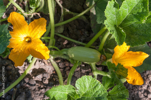 Zucchini or courgette with flowers in a vegetable garden