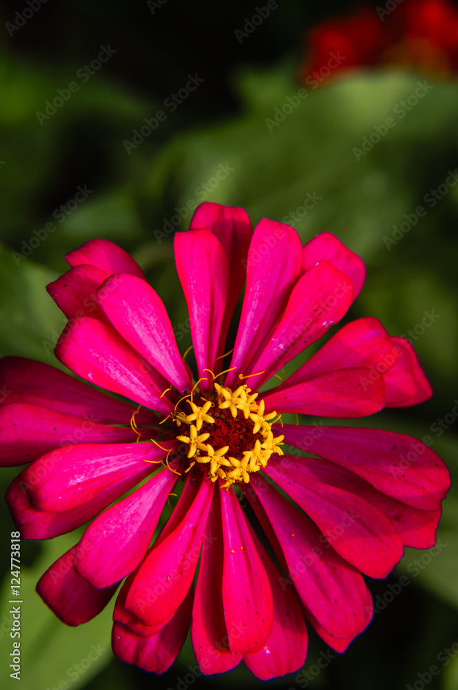 Obraz premium The blossoming gerbera jamesonii flowers closeup in garden 