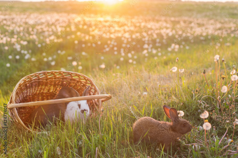 Obraz premium rabbits at sunset