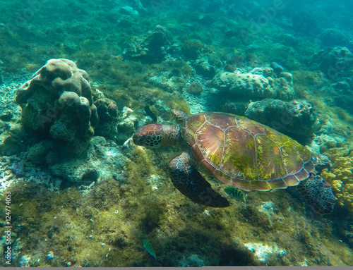 Fototapeta Naklejka Na Ścianę i Meble -  Eating sea turtle closeup. Green turtle swimming in the sea.