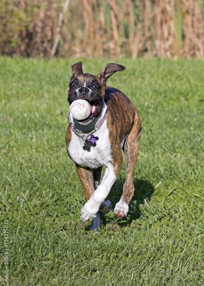 Boxer puppy dog running after fetching a ball.