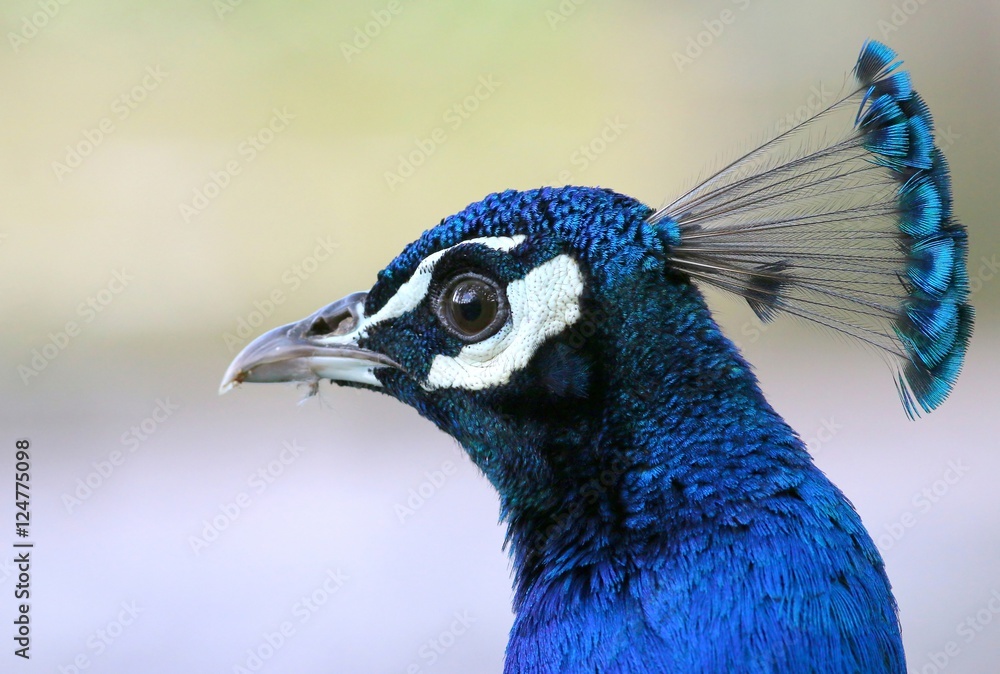 Male Indian Blue peacock (Pavo Cristatus), close-up of the head in profile.