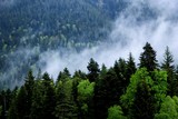 загадочный лес, туман, природа