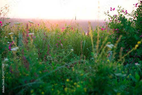 Beautiful rural landscape with sunrise over a meadow. Soft focus. The idea of the background of Mother's day, 8 March and World environment day