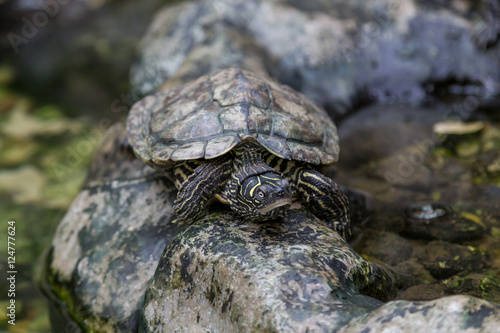 turtle on stone in terrerium