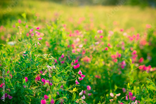 Beautiful landscape with the wilderness of herbs and pink wildflowers. The idea of the background of Mother s day  8 March and World environment day. Soft focus