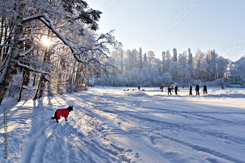 Dog in red clothes looks at people playing hockey on a frozen po