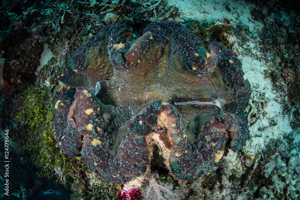 Giant Clam in Tropical Pacific Ocean Giant Clam in Tropical Pacific Ocean
