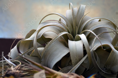 Tillandsia air plant