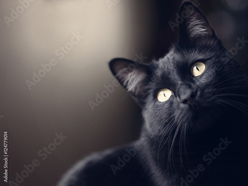 Black cat Fototapet