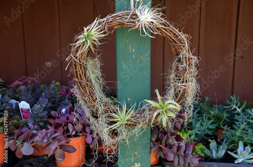 Decorative air plant wreath  photo