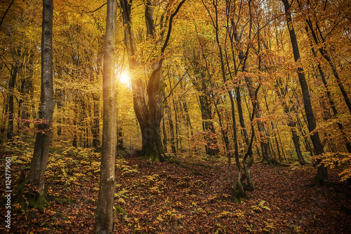 Autumn forest in the rays of the setting sun.