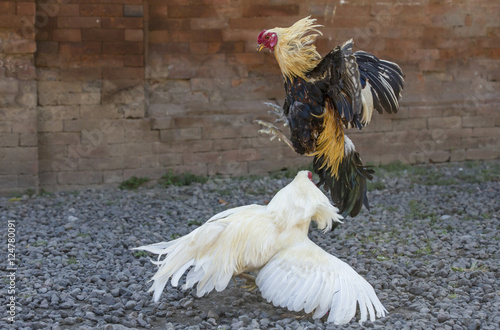 cockfight in rural Bali photo