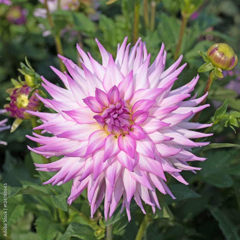 Fototapeta premium Dahlien, Dahlias