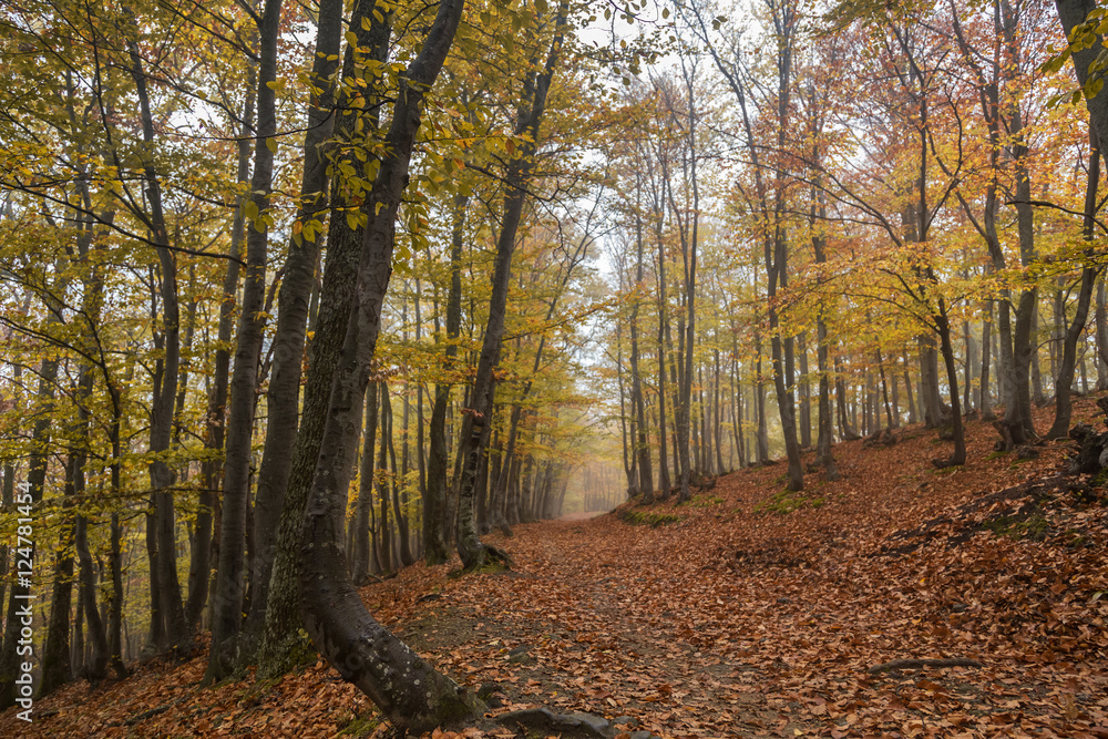 Fototapeta premium Jesienny las w górach
