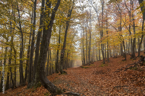 Autumn forest in the mountain © niki spasov