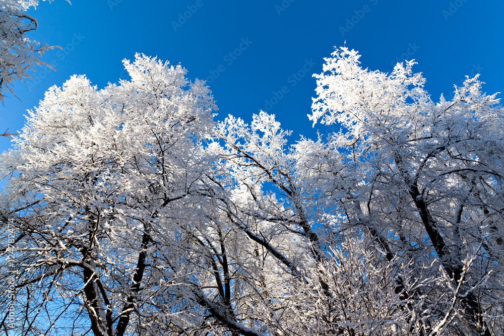 Frosted tree in frosty day against the blue sky Frosted tree in frosty day against the blue sky