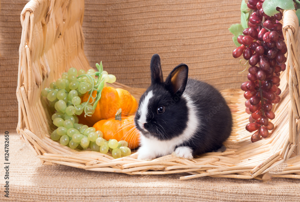 Obraz premium Black and white baby dwarf dutch rabbit next to the grapes and p