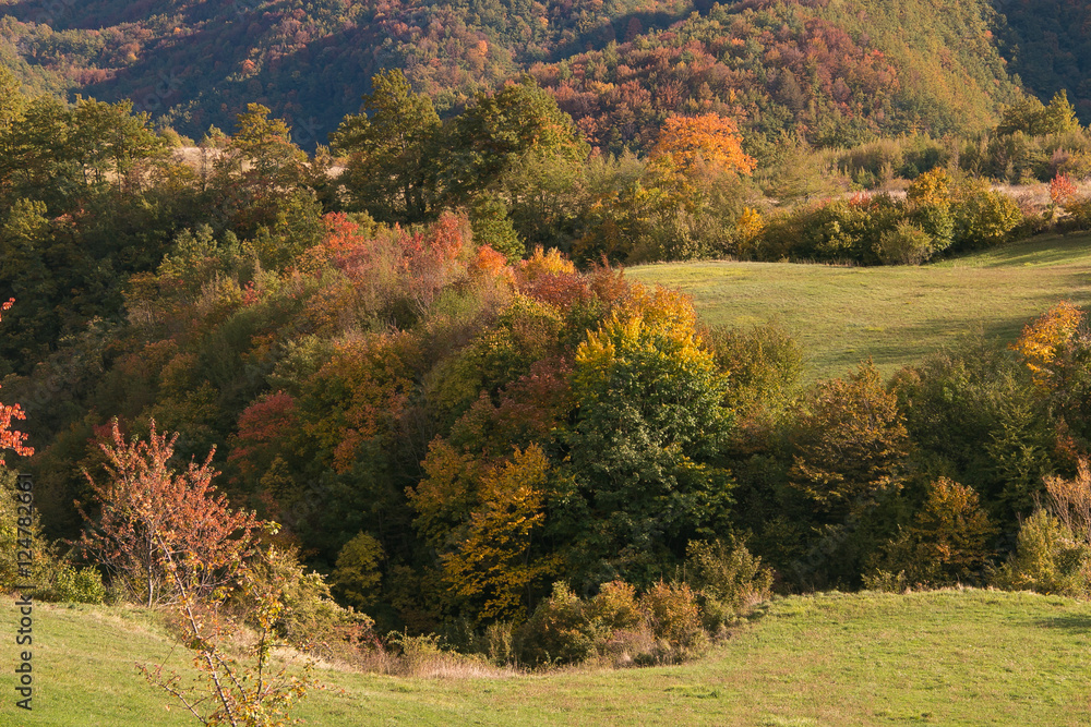 Fototapeta premium Foreste casentinesi in autunno