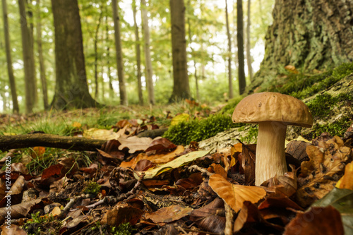 Steinpilz