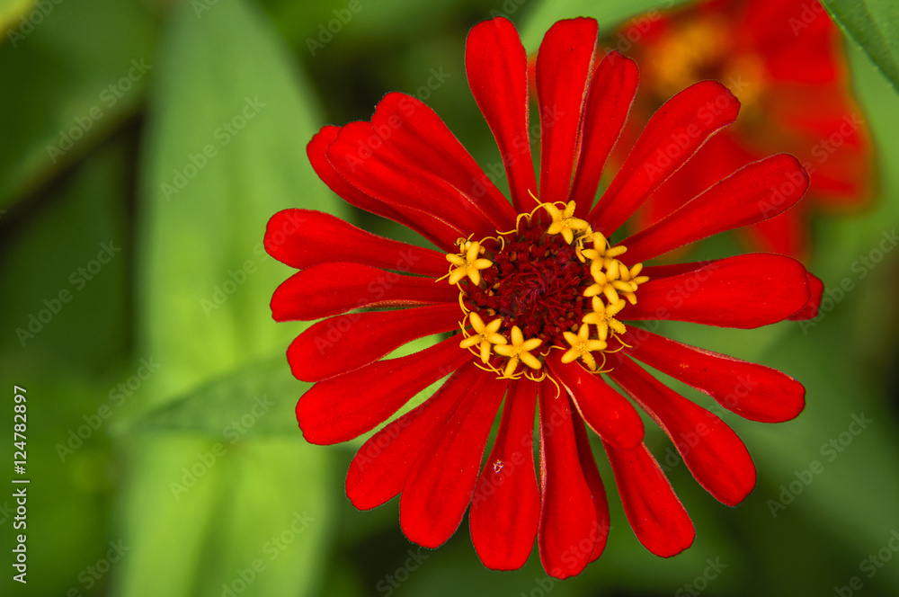 The blossoming gerbera jamesonii flowers closeup in garden The blossoming gerbera jamesonii flowers closeup in garden