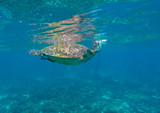 Lovely sea turtle closeup.