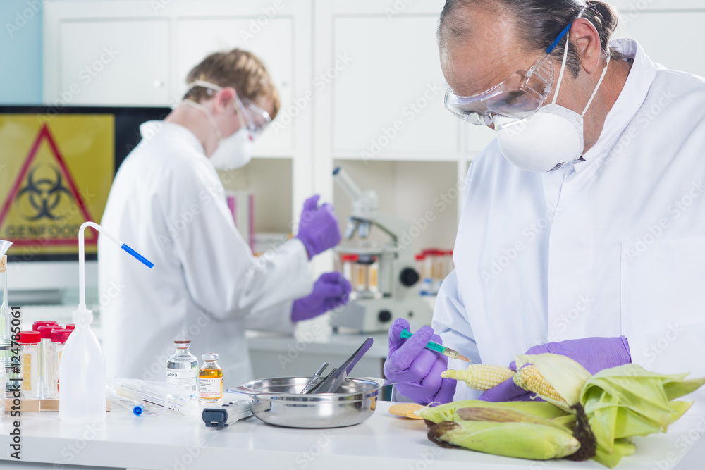 Gentechniker untersuchen Genfood im Labor Mais Gentechniker untersuchen Genfood im Labor Mais