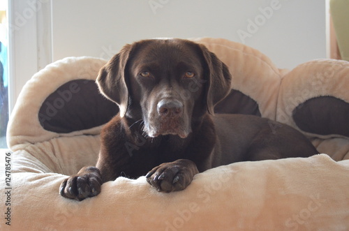 Hund im Körbchen