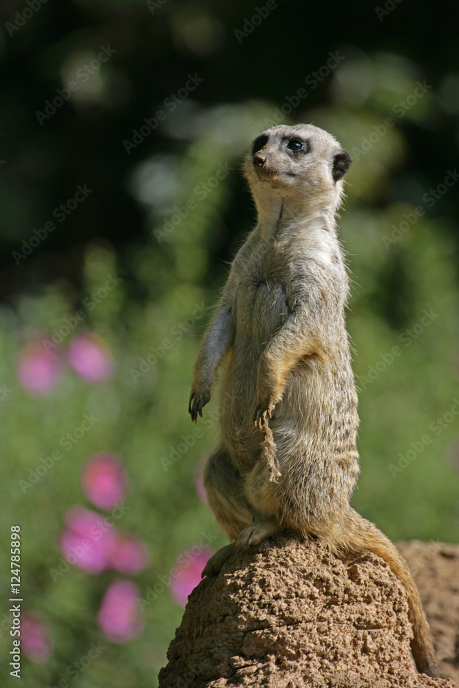 Fototapeta premium meerkat