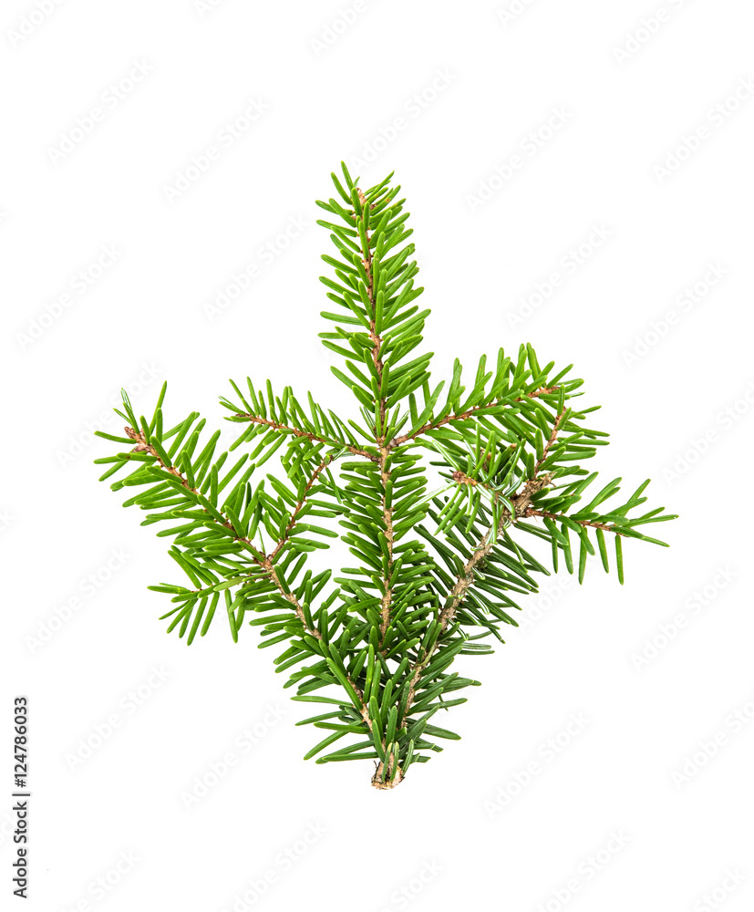 Pine sprig. Branches of christmas tree isolated. Green fir Pine sprig. Branches of christmas tree isolated. Green fir