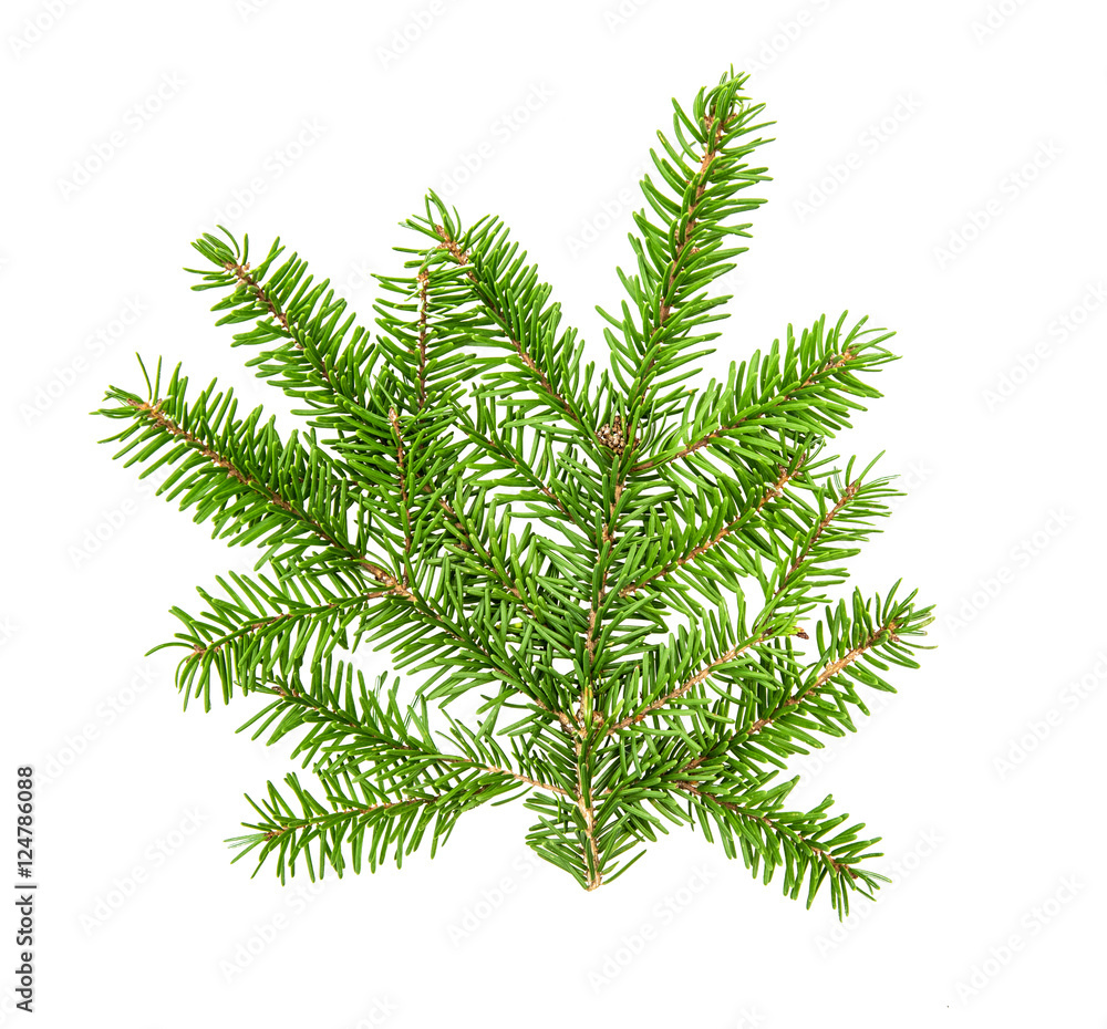 Christmas tree branches isolated on white background