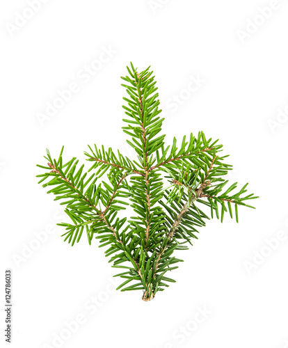 Pine sprig. Branches of christmas tree isolated. Green fir