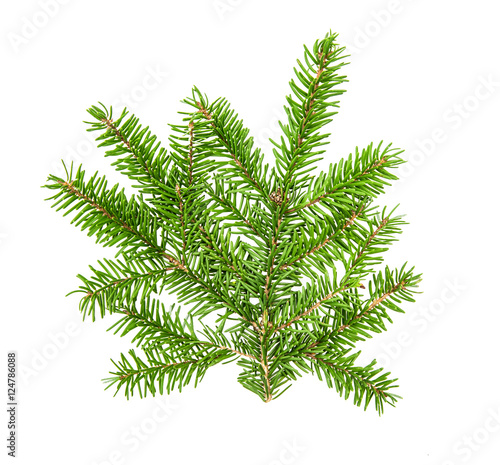 Leinwand Poster Christmas tree branches isolated on white background