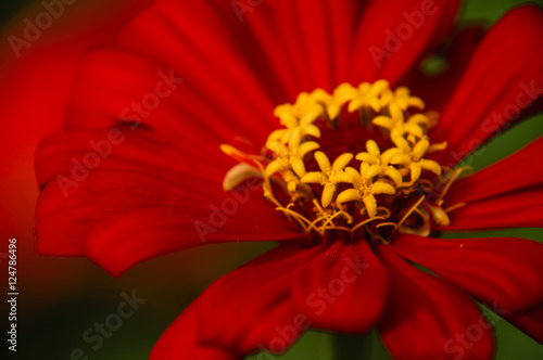 The blossoming gerbera jamesonii flowers closeup in garden 