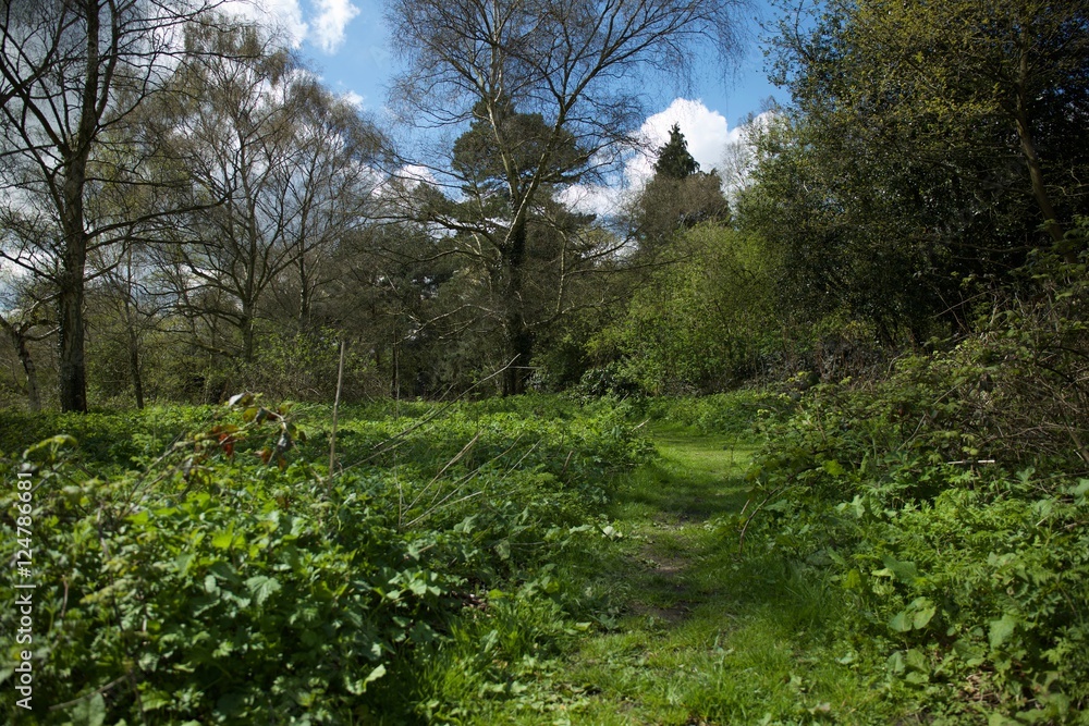 Obraz premium Forest