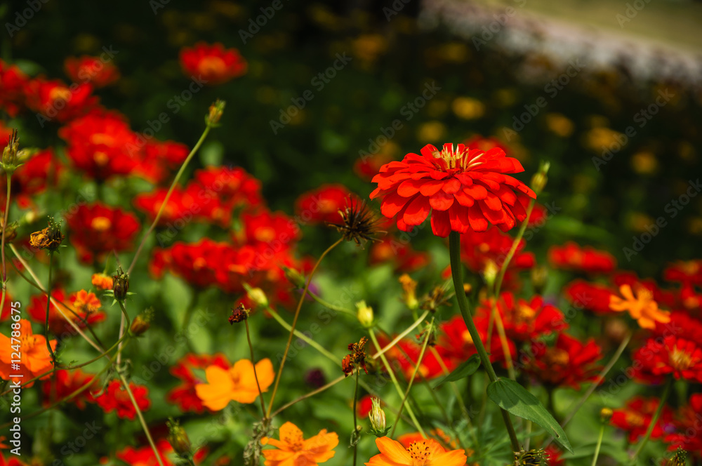 The blossoming gerbera jamesonii flowers closeup in garden The blossoming gerbera jamesonii flowers closeup in garden
