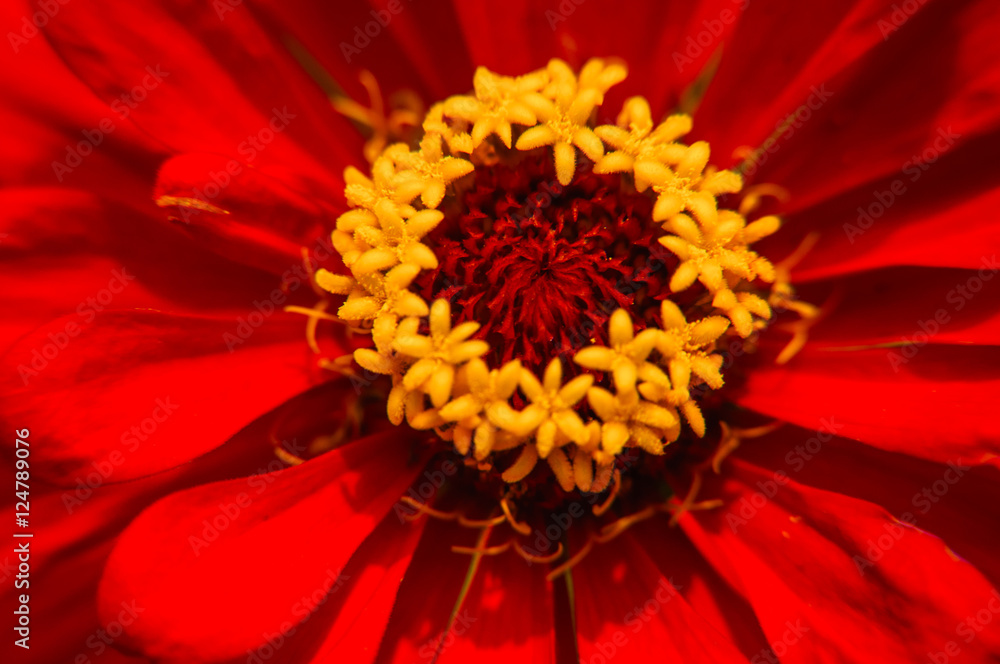 The blossoming gerbera jamesonii flowers closeup in garden The blossoming gerbera jamesonii flowers closeup in garden