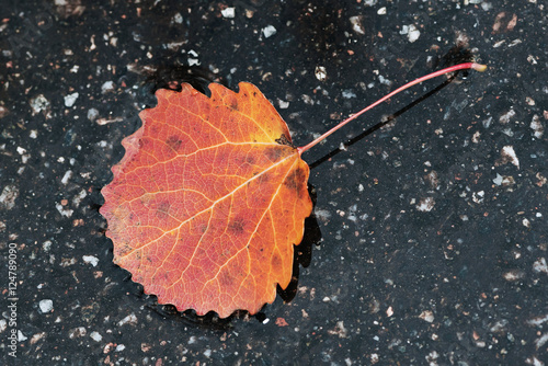 Colorful aspen leaf on asph...