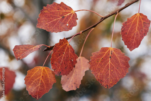 Colorful red aspen leaves d...