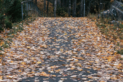 Colorful aspen leaves at a ...