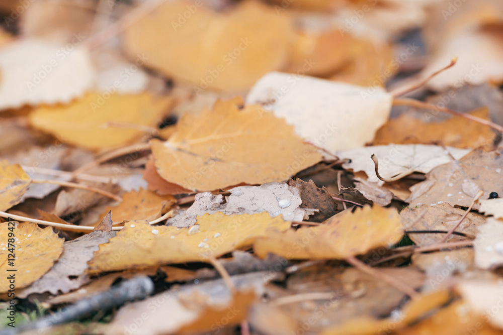 Closeup of colorful yellow aspen leaves during a rainy autumn da Closeup of colorful yellow aspen leaves during a rainy autumn da