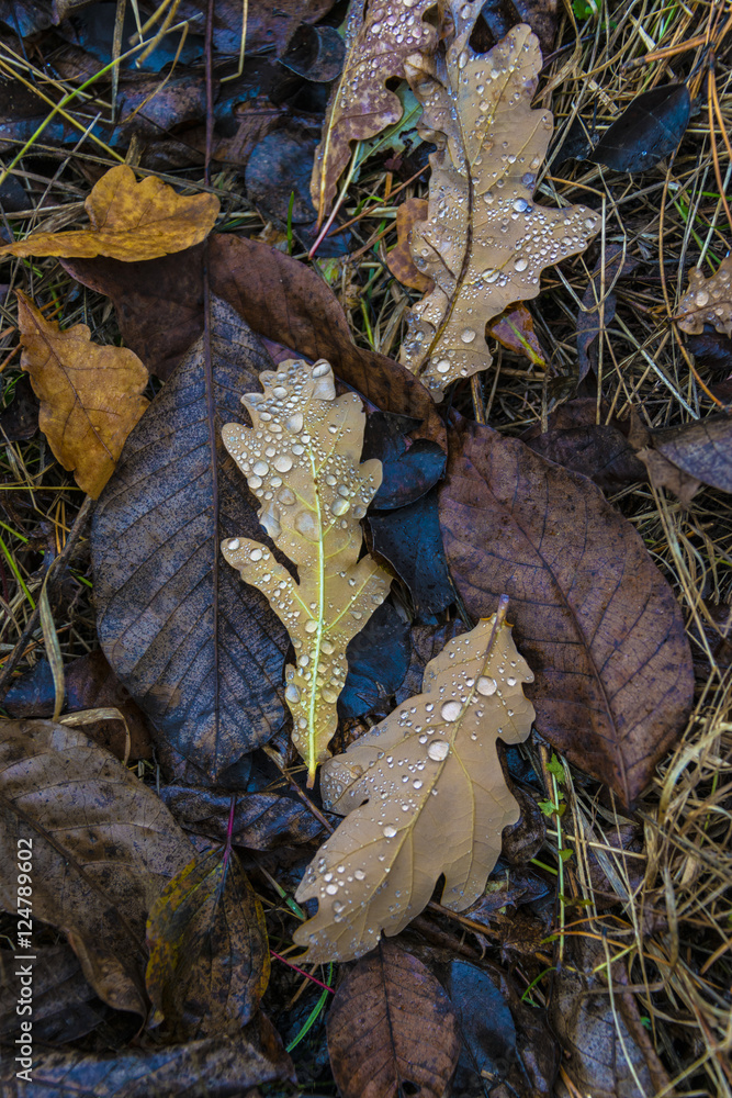 Naklejka premium Опавшие листья после дождя#3