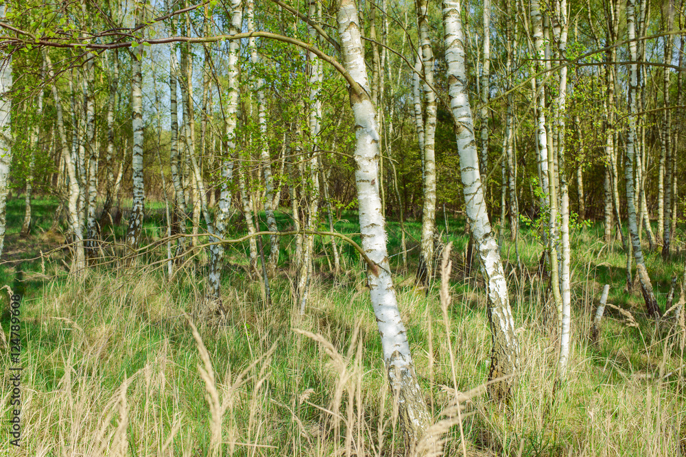 Fototapeta premium Green forest