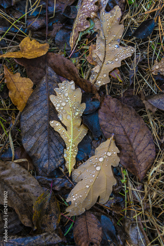 Опавшие листья после дождя#3