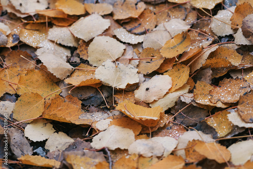 Closeup of wet colorful asp...