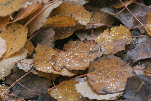 Closeup of wet colorful asp...